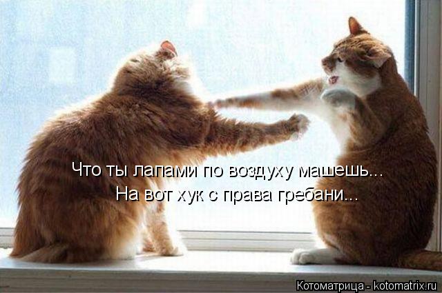 Что ты лапами по воздуху машешь... На вот хук с права гребани...... Котоматрица: Что ты лапами по воздуху машешь... На вот хук с права гребани...
