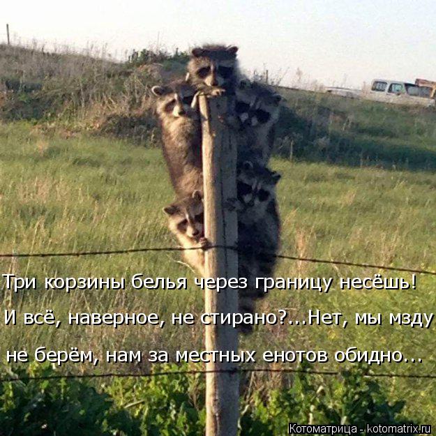 Три корзины белья через границу несёшь! не берём, нам за местных енотов обидно... И всё, наверное, не... Котоматрица: Три корзины белья через границу несёшь! не берём, нам за местных енотов обидно... И всё, наверное, не стирано?...Нет, мы мзду