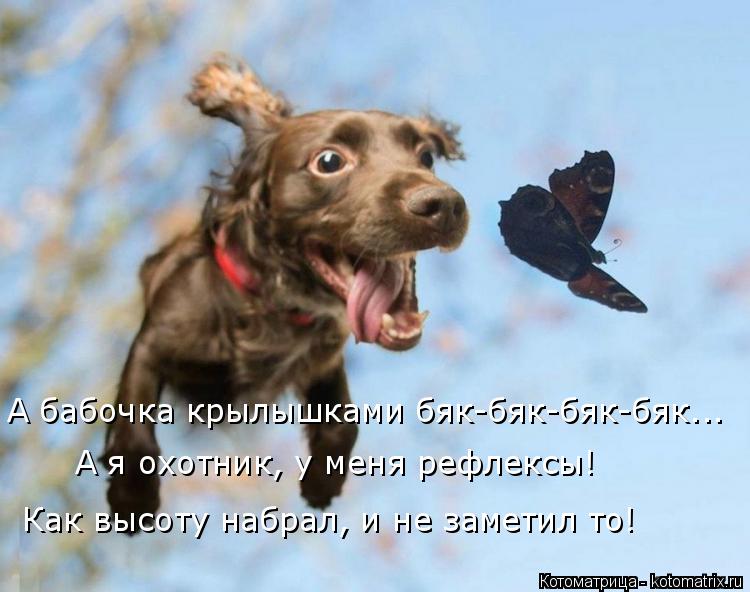 А бабочка крылышками бяк-бяк-бяк-бяк... А я охотник, у меня рефлексы! Как высоту набрал, и не заметил... Котоматрица: А бабочка крылышками бяк-бяк-бяк-бяк... А я охотник, у меня рефлексы! Как высоту набрал, и не заметил то!