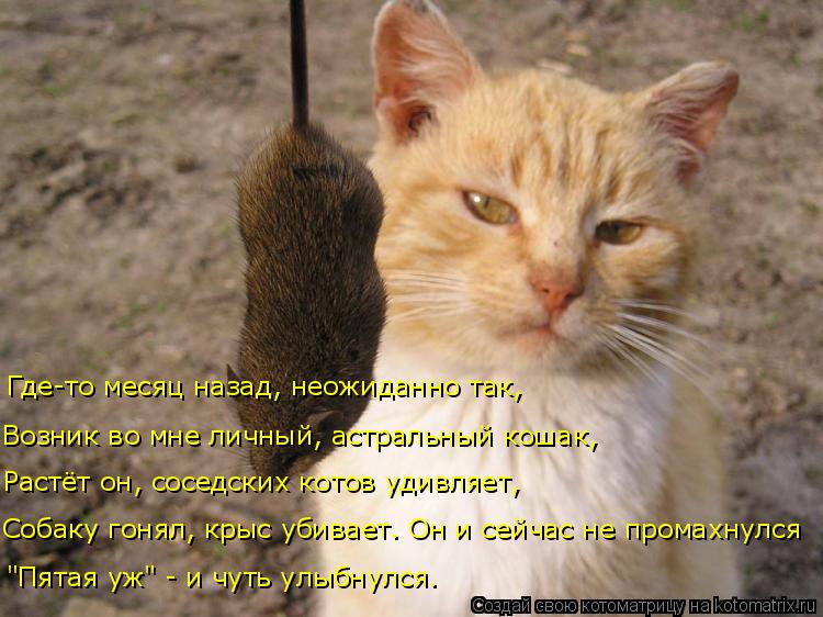 Где-то месяц назад, неожиданно так, "Пятая уж" - и чуть улыбнулся. Собаку гонял, крыс убивает. Он и с... Котоматрица: Где-то месяц назад, неожиданно так, "Пятая уж" - и чуть улыбнулся. Собаку гонял, крыс убивает. Он и сейчас не промахнулся Растёт он, соседских к