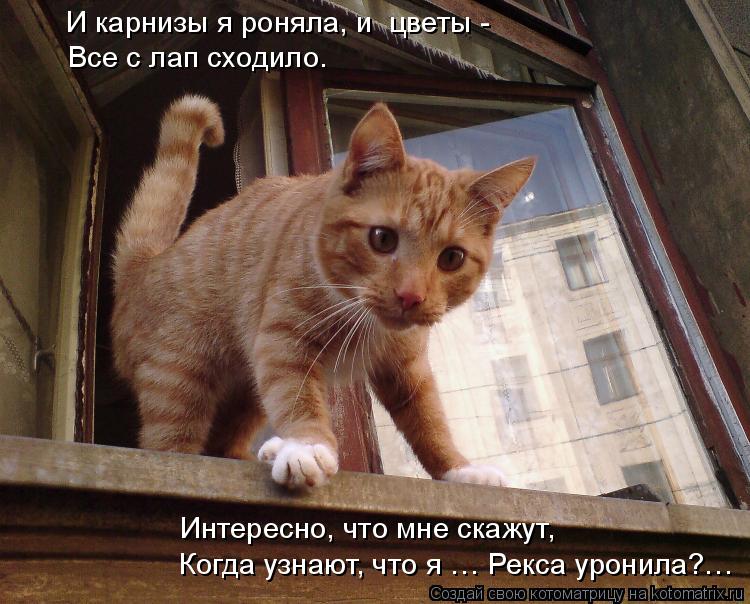 И карнизы я роняла, и цветы - Все с лап сходило. Интересно, что мне скажут, Когда узнают, что я … Р... Котоматрица: И карнизы я роняла, и цветы - Все с лап сходило. Интересно, что мне скажут, Когда узнают, что я … Рекса уронила?…