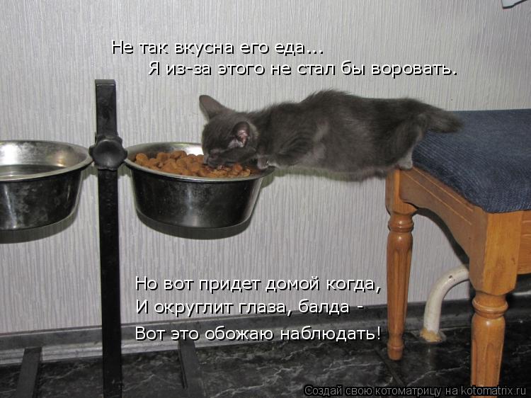 Не так вкусна его еда... Я из-за этого не стал бы воровать. Вот это обожаю наблюдать! И округлит глаз... Котоматрица: Не так вкусна его еда... Я из-за этого не стал бы воровать. Вот это обожаю наблюдать! И округлит глаза, балда - Но вот придет домой когда,
