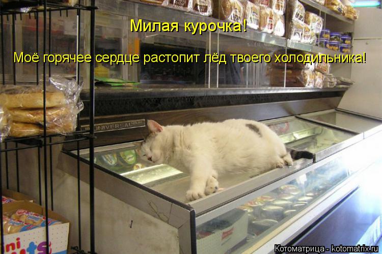 Милая курочка! Моё горячее сердце растопит лёд твоего холодильника!... Котоматрица: Милая курочка! Моё горячее сердце растопит лёд твоего холодильника!