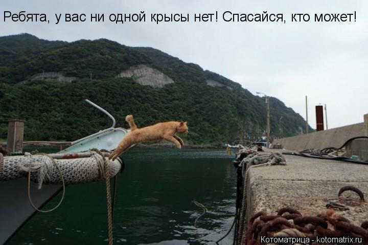 Ребята, у вас ни одной крысы нет! Спасайся, кто может!... Котоматрица: Ребята, у вас ни одной крысы нет! Спасайся, кто может!