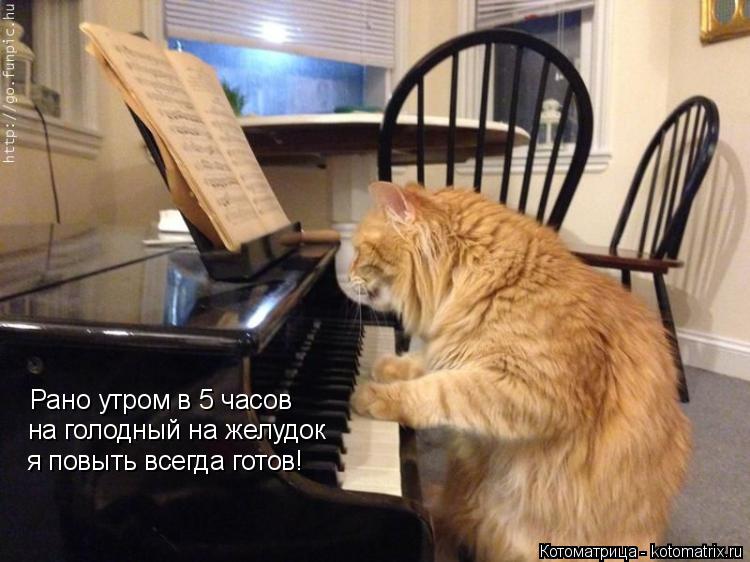 Рано утром в 5 часов на голодный на желудок я повыть всегда готов!... Котоматрица: Рано утром в 5 часов на голодный на желудок я повыть всегда готов!