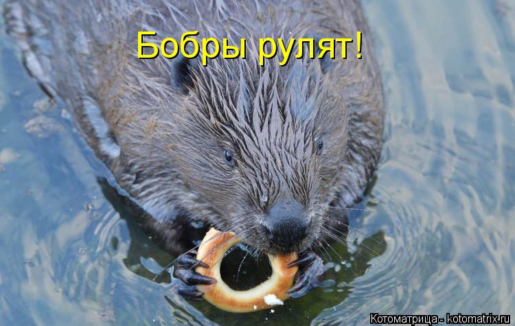 Бобры рулят!... Котоматрица: Бобры рулят!