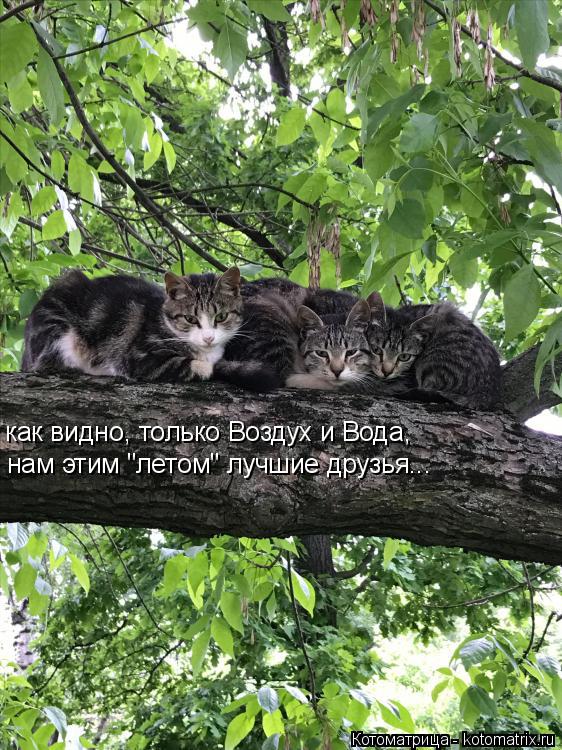 как видно, только Воздух и Вода, нам этим "летом" лучшие друзья...... Котоматрица: как видно, только Воздух и Вода, нам этим "летом" лучшие друзья...