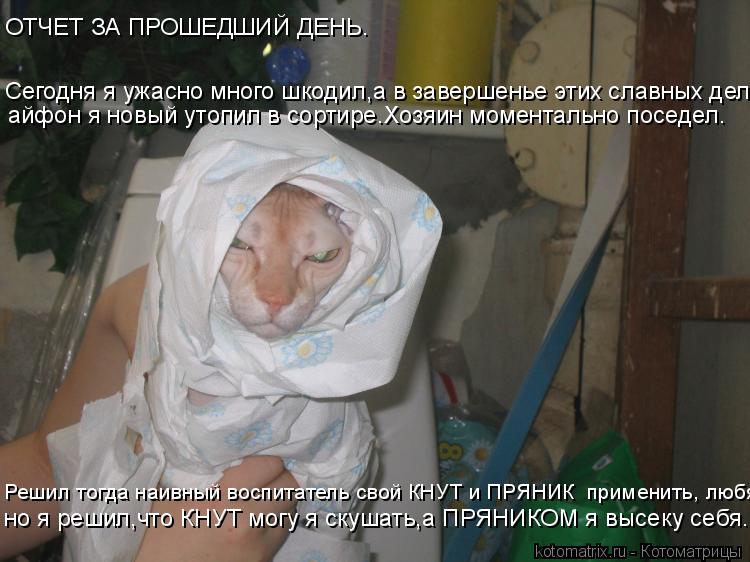Сегодня я ужасно много шкодил,а в завершенье этих славных дел айфон я новый утопил в сортире.Хозяин м... Котоматрица: Сегодня я ужасно много шкодил,а в завершенье этих славных дел айфон я новый утопил в сортире.Хозяин моментально поседел. ОТЧЕТ ЗА ПРОШЕДШИЙ