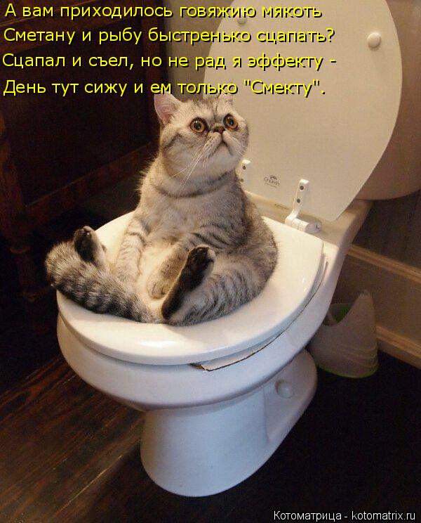 А вам приходилось говяжию мякоть Сметану и рыбу быстренько сцапать? Сцапал и съел, но не рад я эффект... Котоматрица: А вам приходилось говяжию мякоть Сметану и рыбу быстренько сцапать? Сцапал и съел, но не рад я эффекту - День тут сижу и ем только "Смекту".
