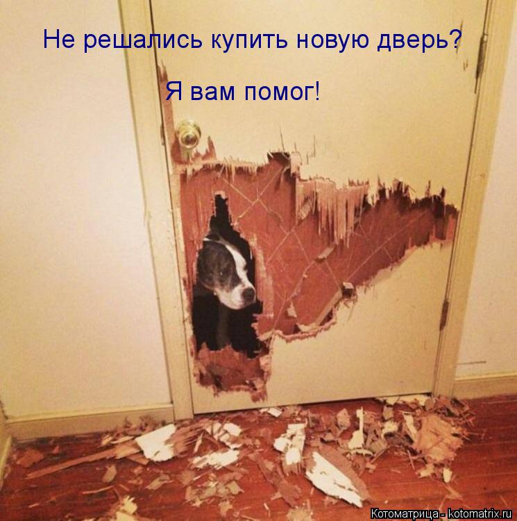 Не решались купить новую дверь? Я вам помог!... Котоматрица: Не решались купить новую дверь? Я вам помог!