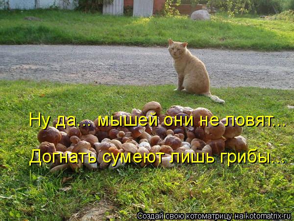 Ну да... мышей они не ловят... Догнать сумеют лишь грибы...... Котоматрица: Ну да... мышей они не ловят... Догнать сумеют лишь грибы...