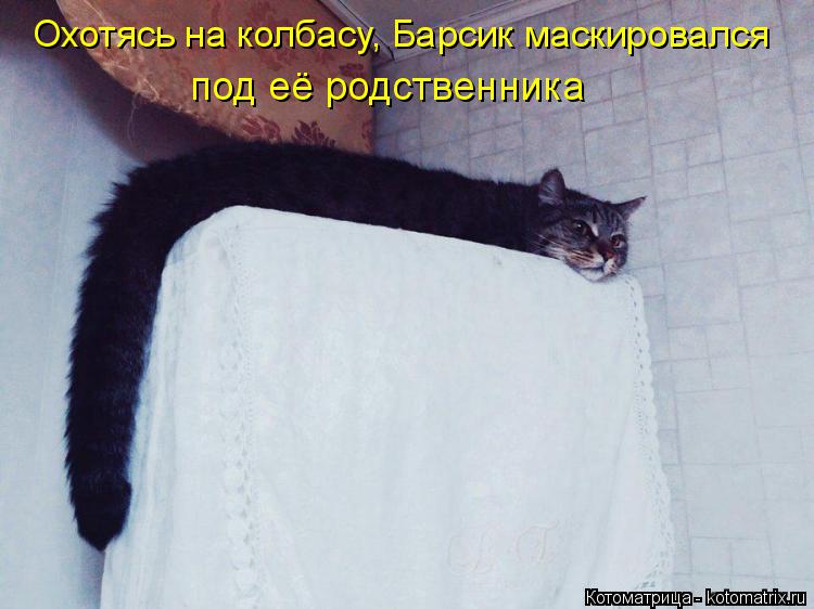 Охотясь на колбасу, Барсик маскировался под её родственника... Котоматрица: Охотясь на колбасу, Барсик маскировался под её родственника