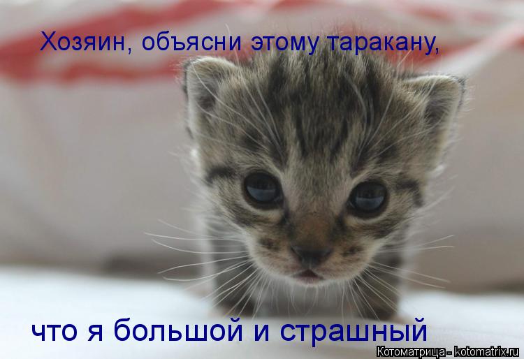 Хозяин, объясни этому таракану, что я большой и страшный... Котоматрица: Хозяин, объясни этому таракану, что я большой и страшный