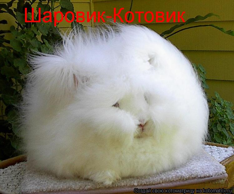 Шаровик-Котовик... Котоматрица: Шаровик-Котовик