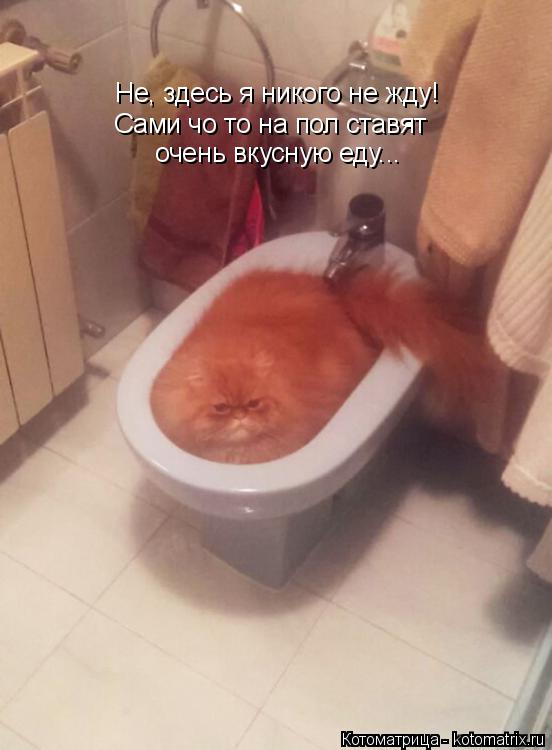 Не, здесь я никого не жду! Сами чо то на пол ставят очень вкусную еду...... Котоматрица: Не, здесь я никого не жду! Сами чо то на пол ставят очень вкусную еду...