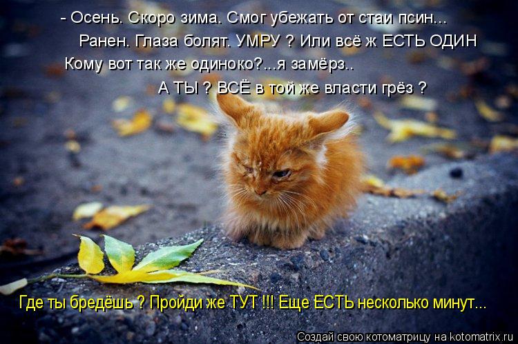 - Осень. Скоро зима. Смог убежать от стаи псин... Ранен. Глаза болят. УМРУ ? Или всё ж ЕСТЬ ОДИН Кому... Котоматрица: - Осень. Скоро зима. Смог убежать от стаи псин... Ранен. Глаза болят. УМРУ ? Или всё ж ЕСТЬ ОДИН Кому вот так же одиноко?...я замёрз.. А ТЫ ? ВСЁ в то