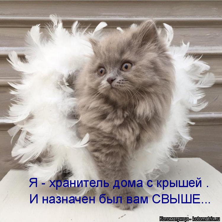 И назначен был вам СВЫШЕ... Я - хранитель дома с крышей .... Котоматрица: И назначен был вам СВЫШЕ... Я - хранитель дома с крышей .
