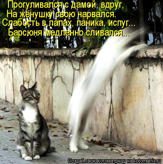 Барсюня медленно сливался... Прогуливался с дамой, вдруг, На жёнушку свою нарвался. Слабость в лапах... Котоматрица: Барсюня медленно сливался... Прогуливался с дамой, вдруг, На жёнушку свою нарвался. Слабость в лапах, паника, испуг...
