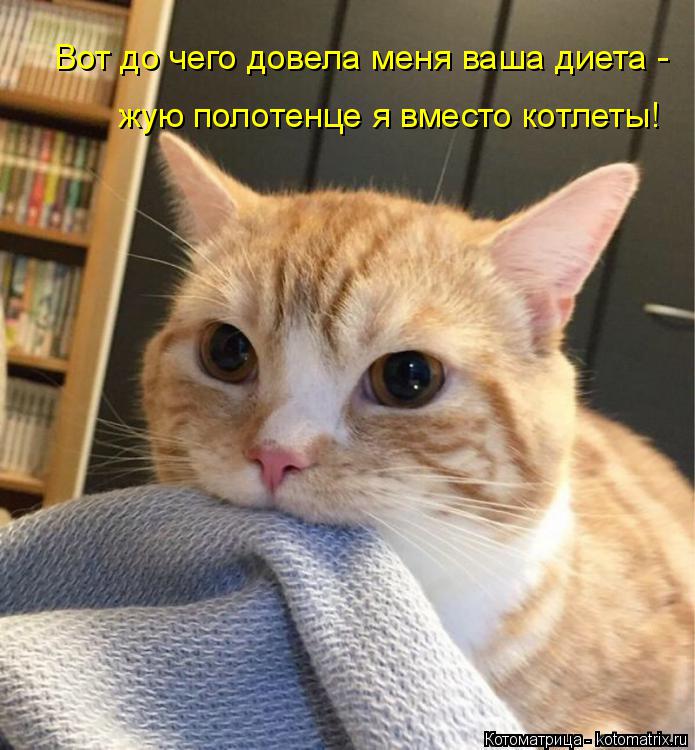 Вот до чего довела меня ваша диета - жую полотенце я вместо котлеты!... Котоматрица: Вот до чего довела меня ваша диета - жую полотенце я вместо котлеты!