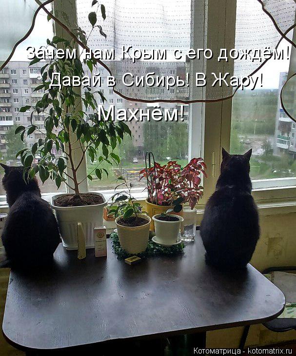 Зачем нам Крым с его дождём! Давай в Сибирь! В Жару! Махнём!... Котоматрица: Зачем нам Крым с его дождём! Давай в Сибирь! В Жару! Махнём!