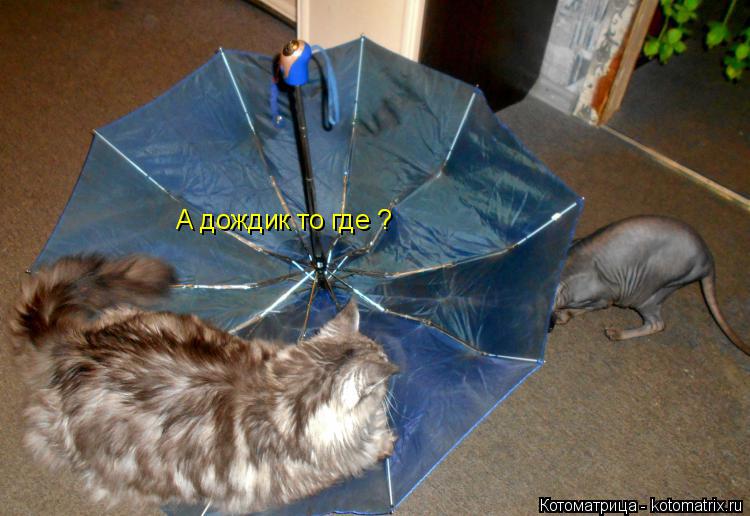 А дождик то где ?... Котоматрица: А дождик то где ?