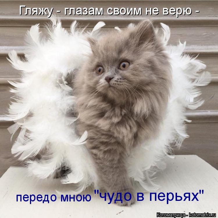 Гляжу - глазам своим не верю - передо мною "чудо в перьях"... Котоматрица: Гляжу - глазам своим не верю - передо мною "чудо в перьях"