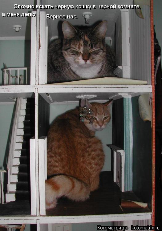 Вернее нас. Сложно искать черную кошку в черной комнате, а меня легко... Котоматрица: Вернее нас. Сложно искать черную кошку в черной комнате, а меня легко