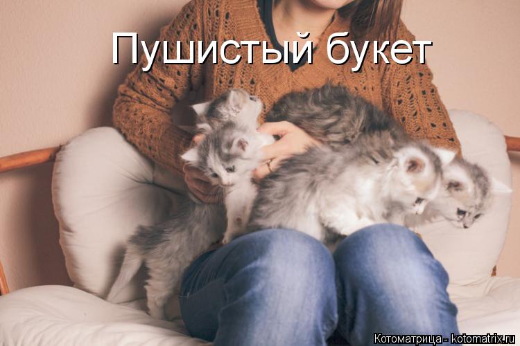 Пушистый букет... Котоматрица: Пушистый букет