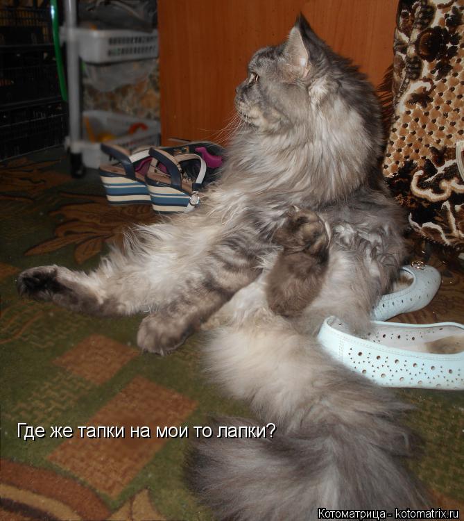 Где же тапки на мои то лапки?... Котоматрица: Где же тапки на мои то лапки?