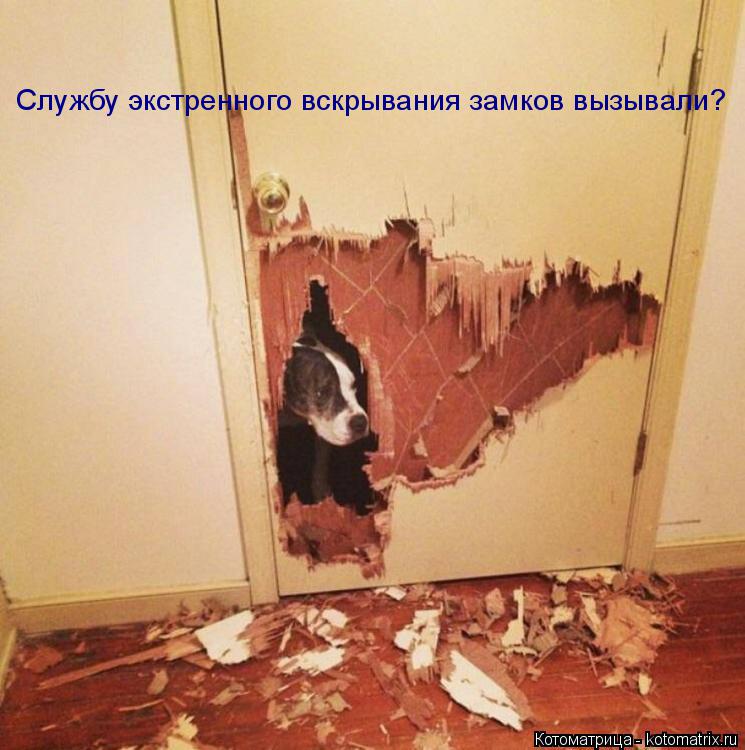 Службу экстренного вскрывания замков вызывали?... Котоматрица: Службу экстренного вскрывания замков вызывали?