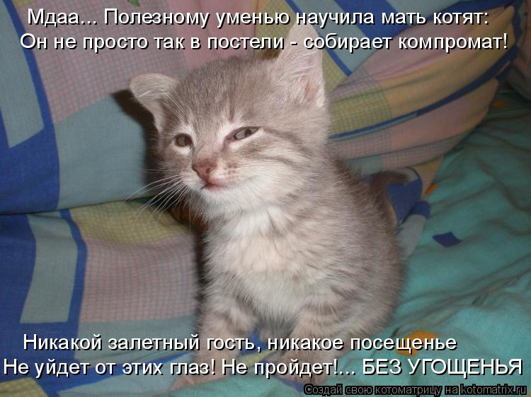 Мдаа... Полезному уменью научила мать котят: Не уйдет от этих глаз! Не пройдет!... БЕЗ УГОЩЕНЬЯ Он не... Котоматрица: Мдаа... Полезному уменью научила мать котят: Не уйдет от этих глаз! Не пройдет!... БЕЗ УГОЩЕНЬЯ Он не просто так в постели - собирает компромат!
