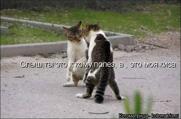 Слыш,ты это к кому полез, а , это моя киса... Котоматрица: Слыш,ты это к кому полез, а , это моя киса