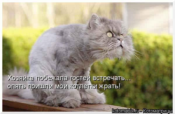 Хозяйка побежала гостей встречать... опять пришли мои котлетки жрать!... Котоматрица: Хозяйка побежала гостей встречать... опять пришли мои котлетки жрать!