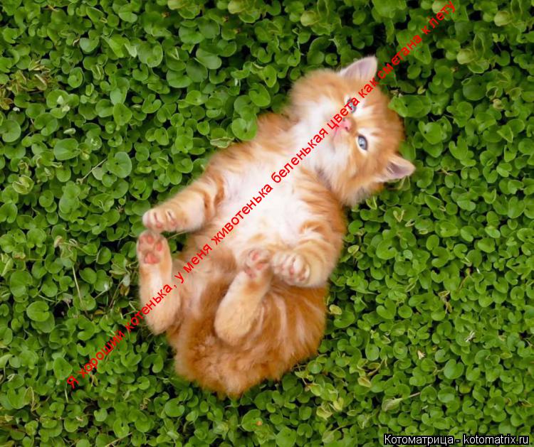 Я хороший котенька, у меня животенька беленькая цвета как сметана к лету... Котоматрица: Я хороший котенька, у меня животенька беленькая цвета как сметана к лету