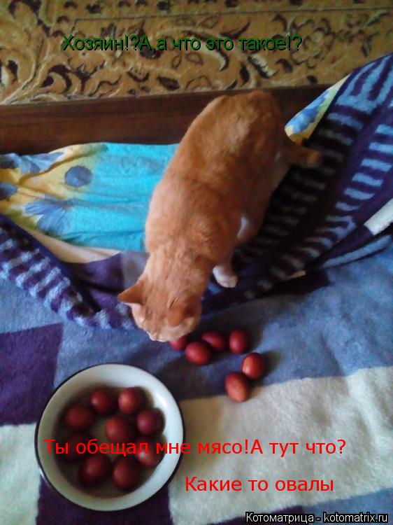 Хозяин!?А,а что это такое!? Ты обещал мне мясо!А тут что? Какие то овалы... Котоматрица: Хозяин!?А,а что это такое!? Ты обещал мне мясо!А тут что? Какие то овалы