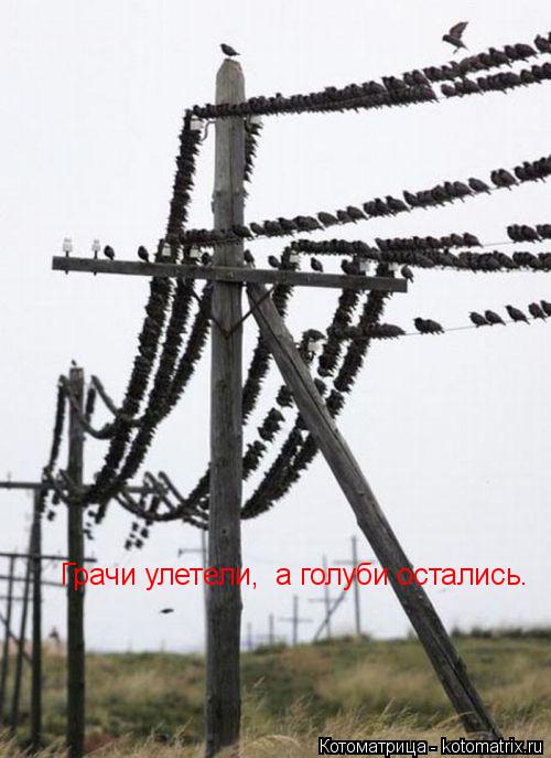 Грачи улетели, а голуби остались. Грачи улетели, а голуби остались.... Котоматрица: Грачи улетели, а голуби остались. Грачи улетели, а голуби остались.