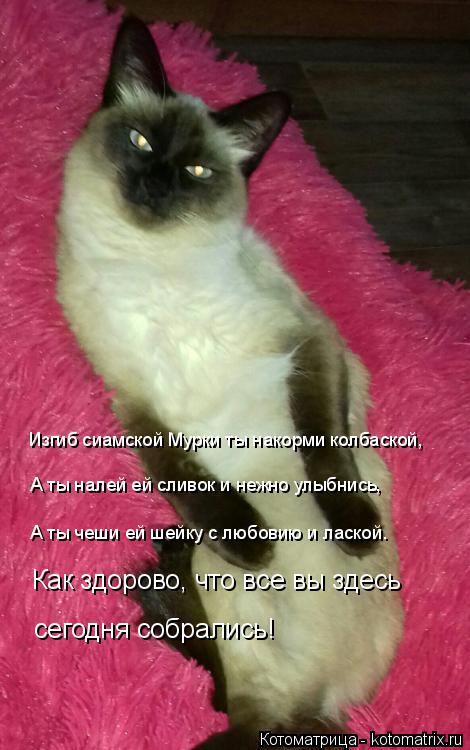 Изгиб сиамской Мурки ты накорми колбаской, А ты налей ей сливок и нежно улыбнись, А ты чеши ей шейку ... Котоматрица: Изгиб сиамской Мурки ты накорми колбаской, А ты налей ей сливок и нежно улыбнись, А ты чеши ей шейку с любовию и лаской. Как здорово, что все в
