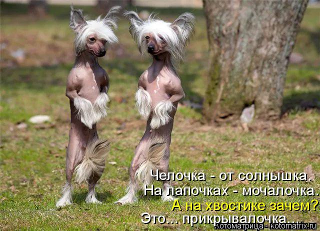 Челочка - от солнышка. На лапочках - мочалочка. Это... прикрывалочка... А на хвостике зачем?... Котоматрица: Челочка - от солнышка. На лапочках - мочалочка. Это... прикрывалочка... А на хвостике зачем?