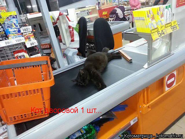 Кот дворовой 1 шт... Кот дворовой 1 шт...... Котоматрица: Кот дворовой 1 шт... Кот дворовой 1 шт...