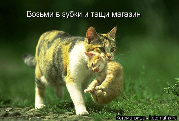 Возьми в зубки и тащи магазин... Котоматрица: Возьми в зубки и тащи магазин