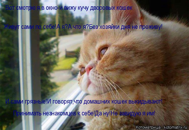 Вот смотрю я в окно-и вижу кучу дворовых кошек Живут сами по себе!А я?А что я?Без хозяйки дня не прож... Котоматрица: Вот смотрю я в окно-и вижу кучу дворовых кошек Живут сами по себе!А я?А что я?Без хозяйки дня не проживу! И сами грязные!И говорят, И сами грязн