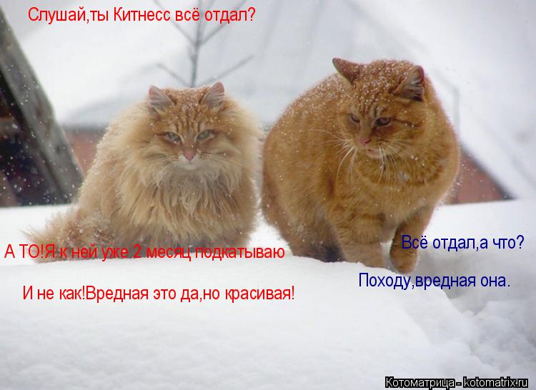 Слушай,ты Китнесс всё отдал? Всё отдал,а что? Походу,вредная она. А ТО!Я к ней уже 2 месяц подкатываю... Котоматрица: Слушай,ты Китнесс всё отдал? Всё отдал,а что? Походу,вредная она. А ТО!Я к ней уже 2 месяц подкатываю И не как!Вредная это да,но красивая!