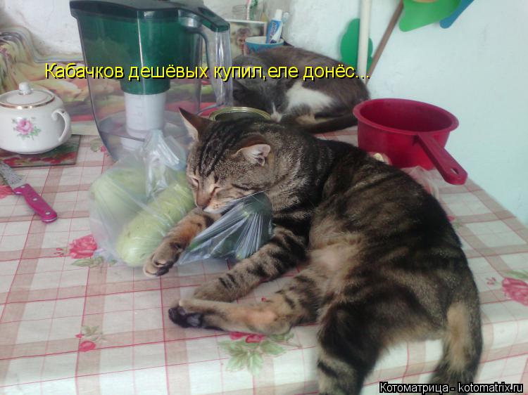 Кабачков дешёвых купил,еле донёс...... Котоматрица: Кабачков дешёвых купил,еле донёс...