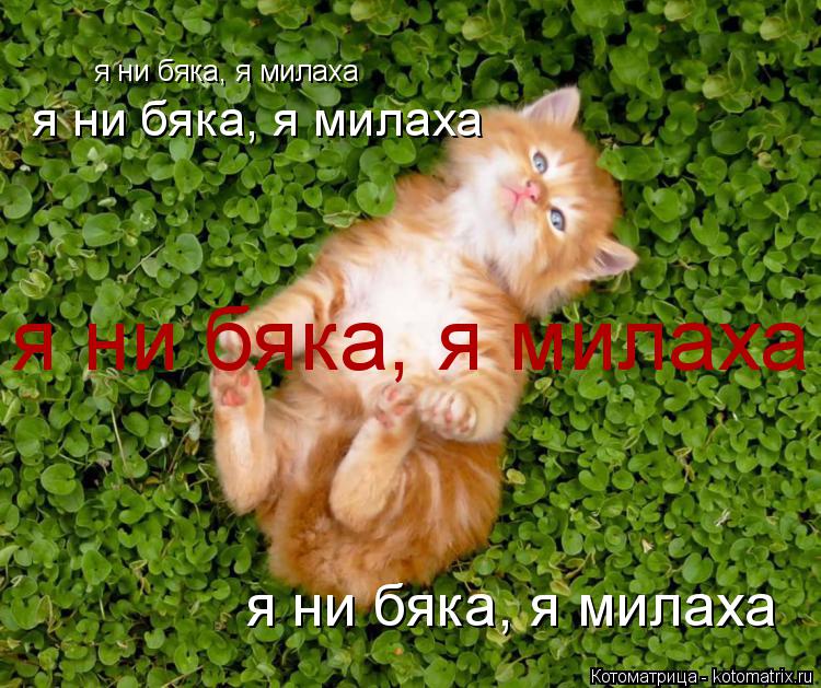 я ни бяка, я милаха я ни бяка, я милаха я ни бяка, я милаха я ни бяка, я милаха... Котоматрица: я ни бяка, я милаха я ни бяка, я милаха я ни бяка, я милаха я ни бяка, я милаха