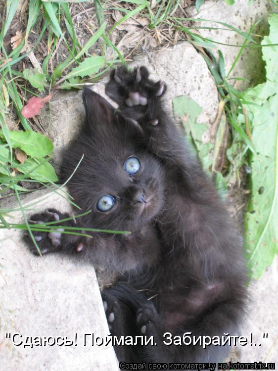 "Сдаюсь! Поймали. Забирайте!.."... Котоматрица: "Сдаюсь! Поймали. Забирайте!.."