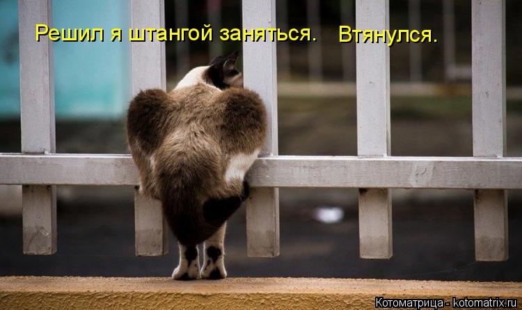 Решил я штангой заняться. Втянулся.... Котоматрица: Решил я штангой заняться. Втянулся.