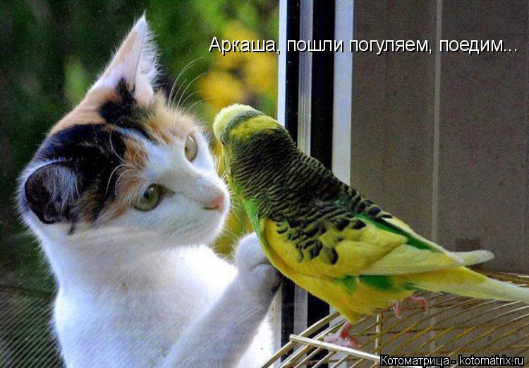 Аркаша, пошли погуляем, поедим... Аркаша, пошли погуляем, поедим...... Котоматрица: Аркаша, пошли погуляем, поедим... Аркаша, пошли погуляем, поедим...