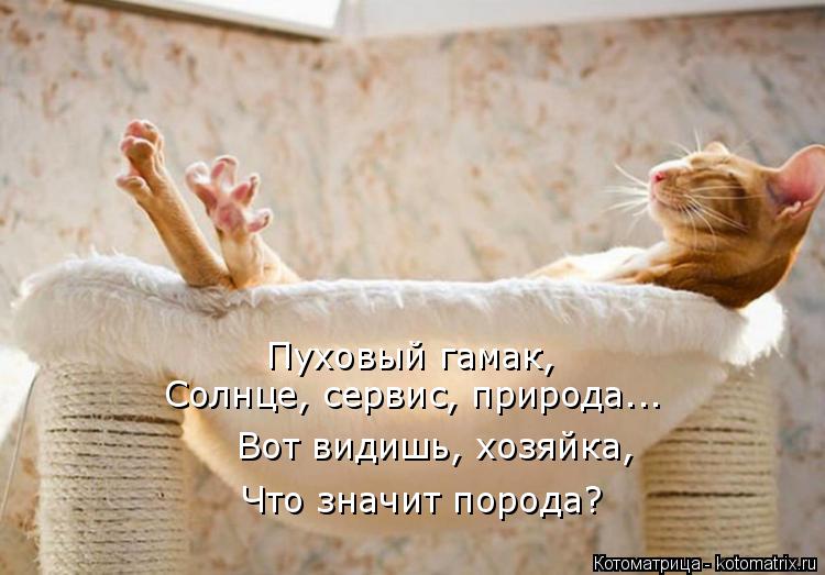 Пуховый гамак, Солнце, сервис, природа... Вот видишь, хозяйка, Что значит порода?... Котоматрица: Пуховый гамак, Солнце, сервис, природа... Вот видишь, хозяйка, Что значит порода?