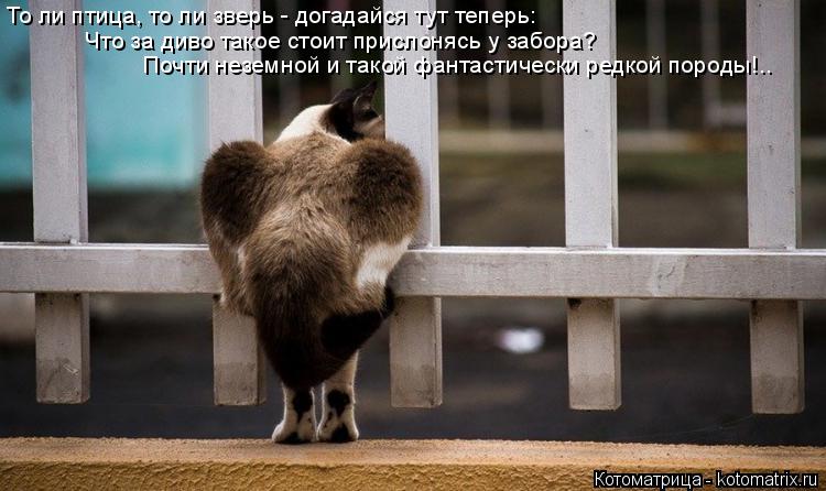 То ли птица, то ли зверь - догадайся тут теперь: Что за диво такое стоит прислонясь у забора? Почти ... Котоматрица: То ли птица, то ли зверь - догадайся тут теперь: Что за диво такое стоит прислонясь у забора? Почти неземной и такой фантастически редкой пор