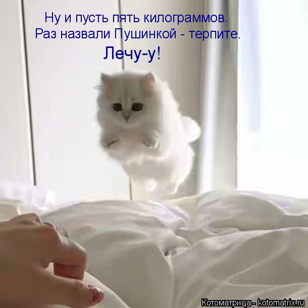 Ну и пусть пять килограммов. Раз назвали Пушинкой - терпите. Лечу-у!... Котоматрица: Ну и пусть пять килограммов. Раз назвали Пушинкой - терпите. Лечу-у!